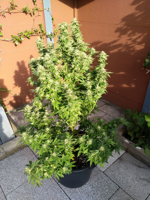 White Widow (Zamnesia Seeds) féminisée White Widow (Zamnesia Seeds) féminisée