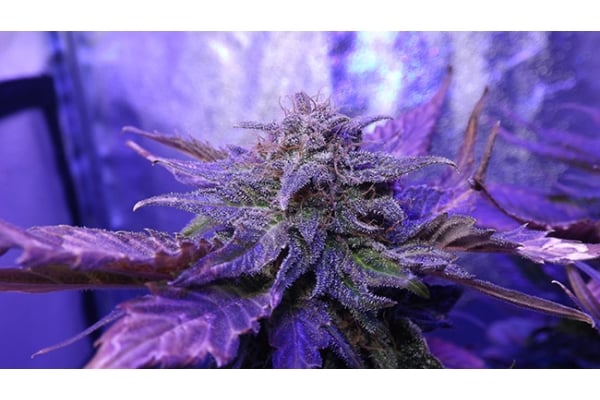 Cheese (Zamnesia Seeds) féminisée Cheese (Zamnesia Seeds) féminisée