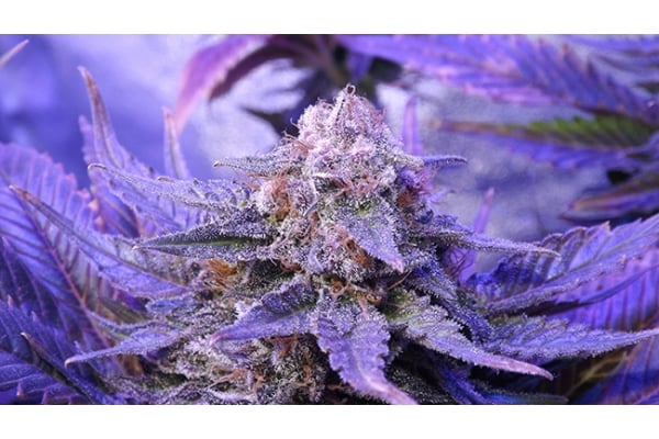 Cheese (Zamnesia Seeds) féminisée Cheese (Zamnesia Seeds) féminisée