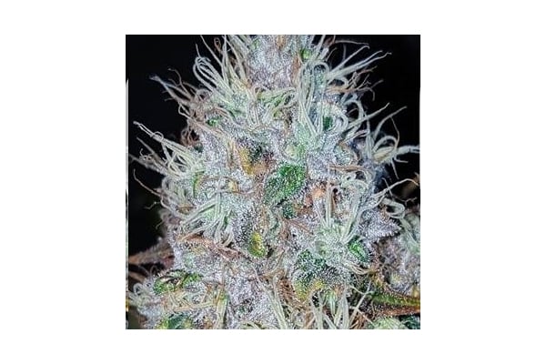 Monster Bud Kush (Zamnesia Seeds) féminisée Monster Bud Kush (Zamnesia Seeds) féminisée