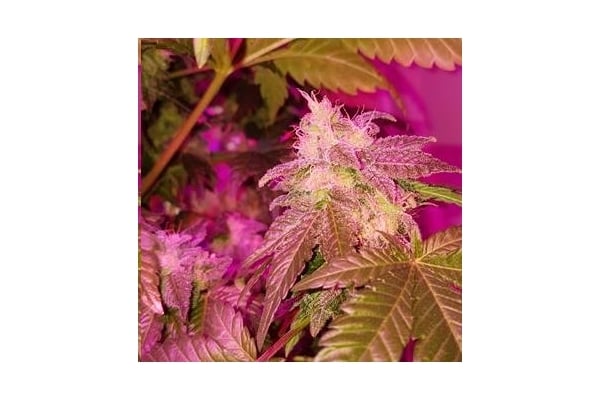 Monster Bud Kush (Zamnesia Seeds) féminisée Monster Bud Kush (Zamnesia Seeds) féminisée
