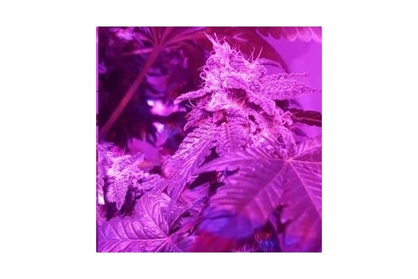 Monster Bud Kush (Zamnesia Seeds) féminisée Monster Bud Kush (Zamnesia Seeds) féminisée