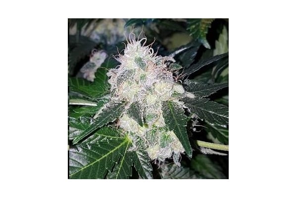Monster Bud Kush (Zamnesia Seeds) féminisée Monster Bud Kush (Zamnesia Seeds) féminisée