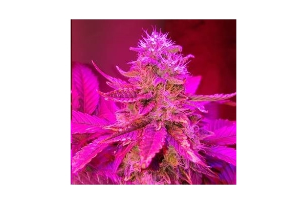Monster Bud Kush (Zamnesia Seeds) féminisée Monster Bud Kush (Zamnesia Seeds) féminisée