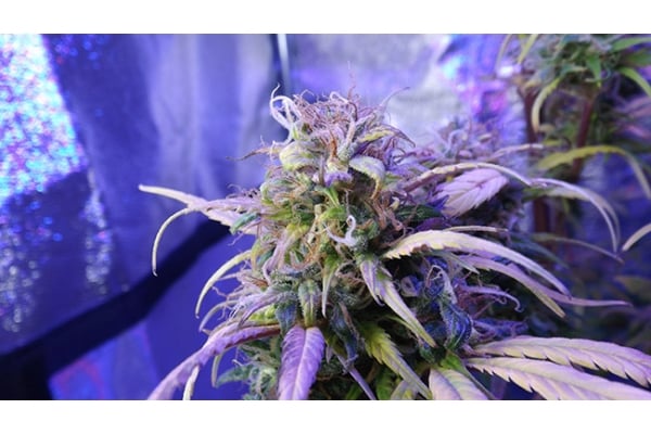 Monster Bud Kush (Zamnesia Seeds) féminisée Monster Bud Kush (Zamnesia Seeds) féminisée