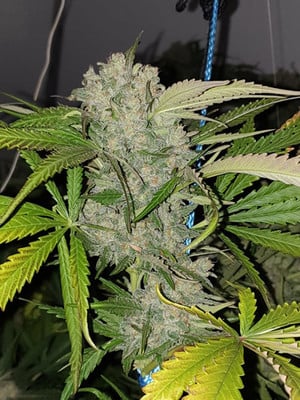 Monster Bud Kush (Zamnesia Seeds) féminisée Monster Bud Kush (Zamnesia Seeds) féminisée