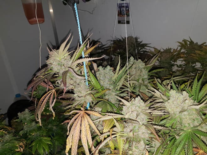 Monster Bud Kush (Zamnesia Seeds) féminisée Monster Bud Kush (Zamnesia Seeds) féminisée