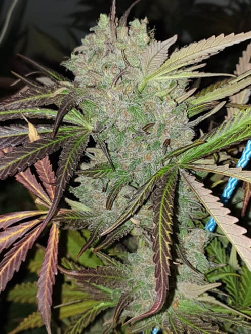 Monster Bud Kush (Zamnesia Seeds) féminisée Monster Bud Kush (Zamnesia Seeds) féminisée