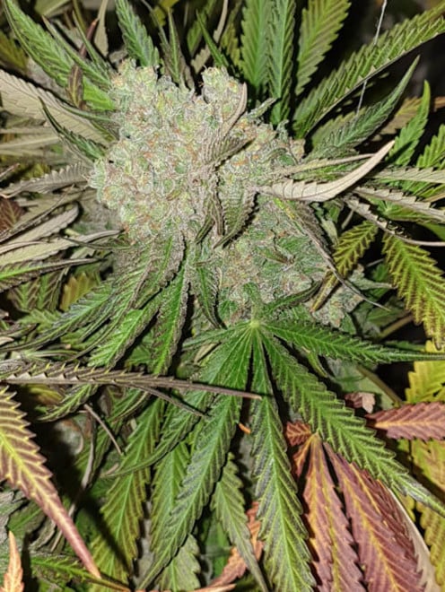 Monster Bud Kush (Zamnesia Seeds) féminisée Monster Bud Kush (Zamnesia Seeds) féminisée