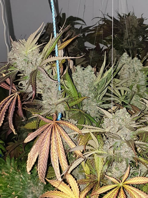 Monster Bud Kush (Zamnesia Seeds) féminisée Monster Bud Kush (Zamnesia Seeds) féminisée