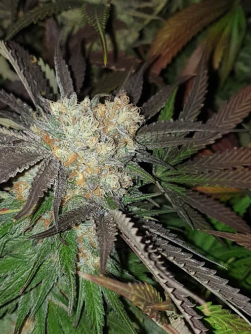 Monster Bud Kush (Zamnesia Seeds) féminisée Monster Bud Kush (Zamnesia Seeds) féminisée