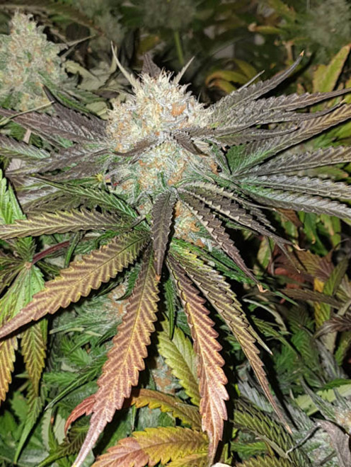 Monster Bud Kush (Zamnesia Seeds) féminisée Monster Bud Kush (Zamnesia Seeds) féminisée