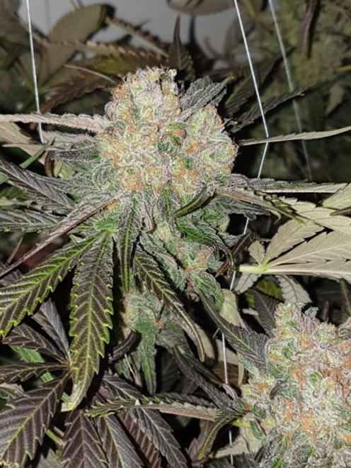 Monster Bud Kush (Zamnesia Seeds) féminisée Monster Bud Kush (Zamnesia Seeds) féminisée