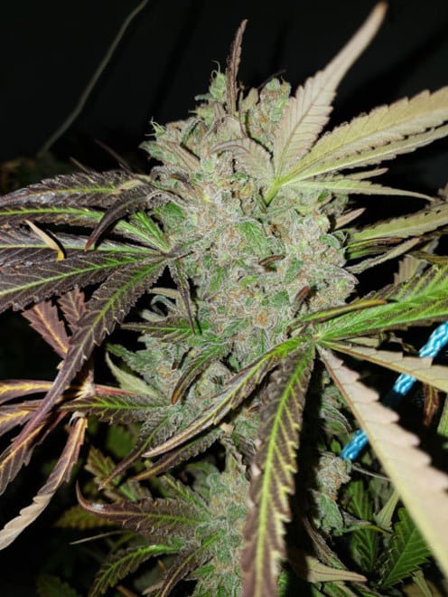 Monster Bud Kush (Zamnesia Seeds) féminisée Monster Bud Kush (Zamnesia Seeds) féminisée