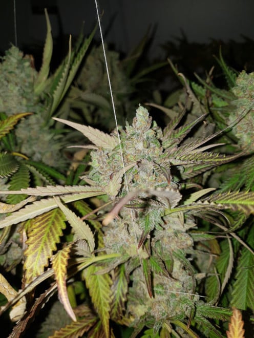 Monster Bud Kush (Zamnesia Seeds) féminisée Monster Bud Kush (Zamnesia Seeds) féminisée