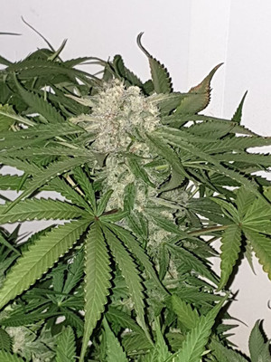 Quick Caramel XL (Zamnesia Seeds) féminisée Quick Caramel XL (Zamnesia Seeds) féminisée