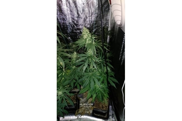 Sour Diesel (Zamnesia Seeds) féminisée