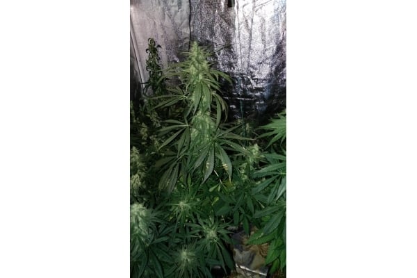 Sour Diesel (Zamnesia Seeds) féminisée