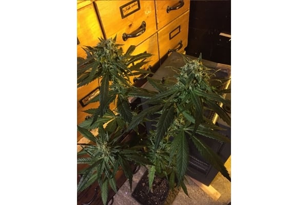 Sour Diesel (Zamnesia Seeds) féminisée