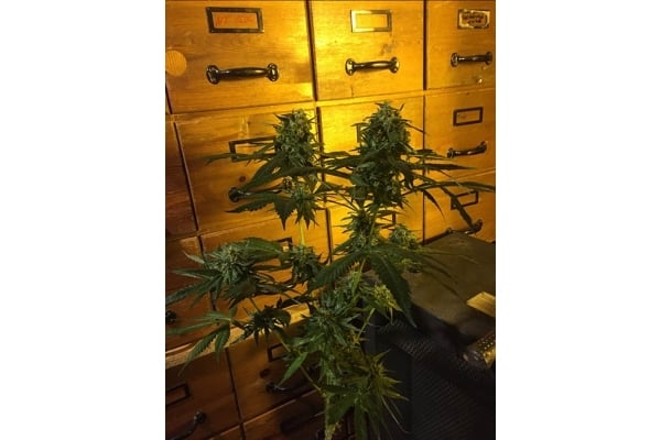 Sour Diesel (Zamnesia Seeds) féminisée