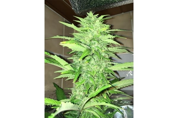 Sour Diesel (Zamnesia Seeds) féminisée