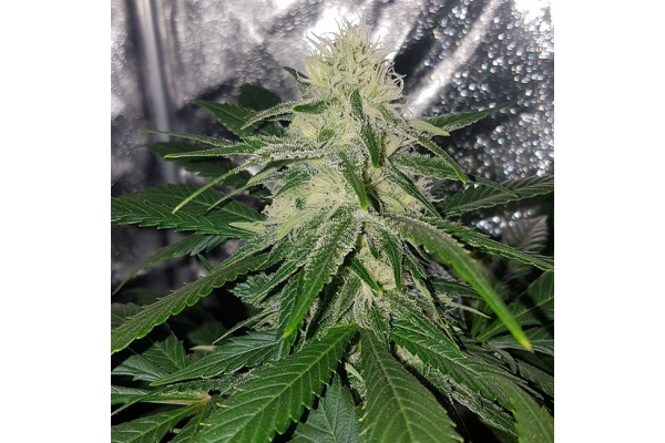 Choco Haze (Zamnesia Seeds) féminisée