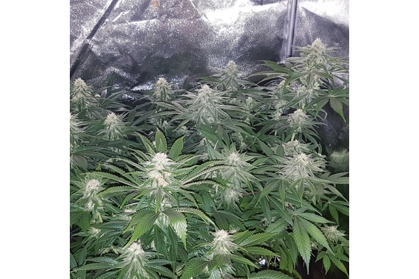 Choco Haze (Zamnesia Seeds) féminisée