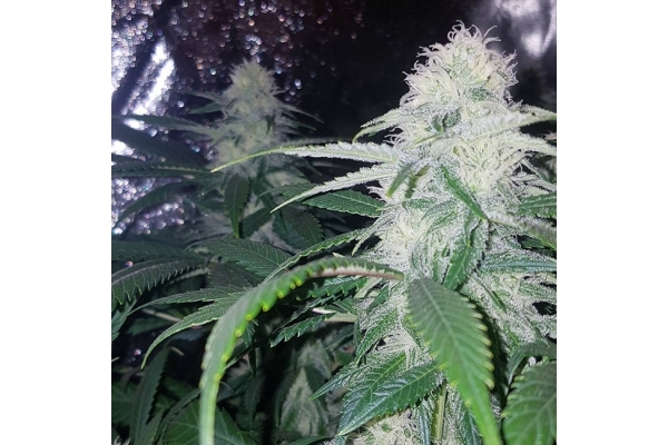 Choco Haze (Zamnesia Seeds) féminisée