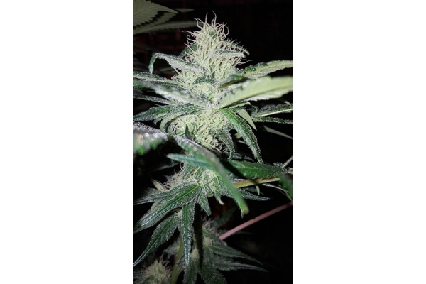 Choco Haze (Zamnesia Seeds) féminisée