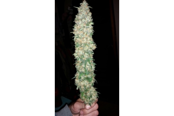 Classic Skunk (Zamnesia Seeds) féminisée Classic Skunk (Zamnesia Seeds) féminisée