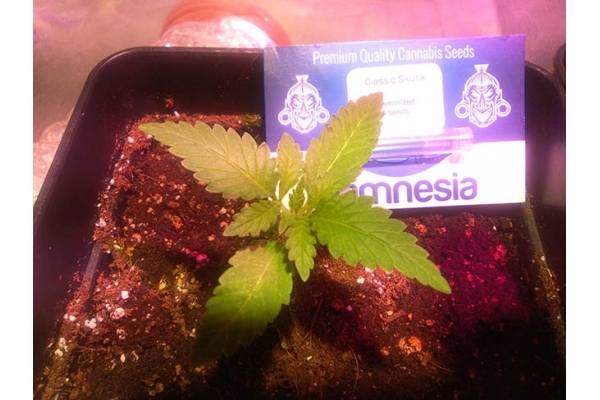 Classic Skunk (Zamnesia Seeds) féminisée Classic Skunk (Zamnesia Seeds) féminisée
