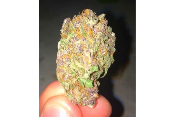 Blueberry Auto (Zamnesia Seeds) féminisée Blueberry Auto (Zamnesia Seeds) féminisée