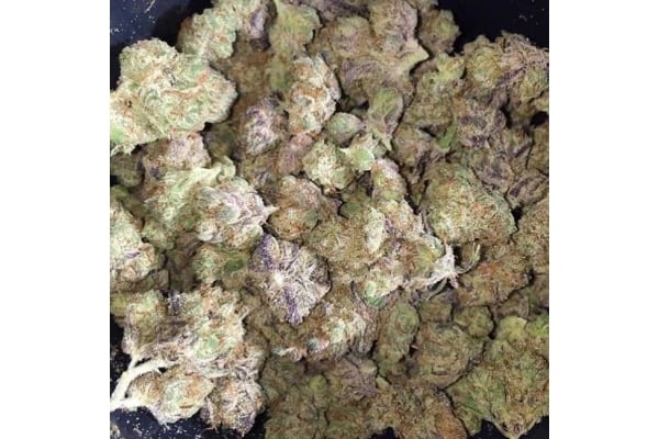 Blueberry Auto (Zamnesia Seeds) féminisée Blueberry Auto (Zamnesia Seeds) féminisée