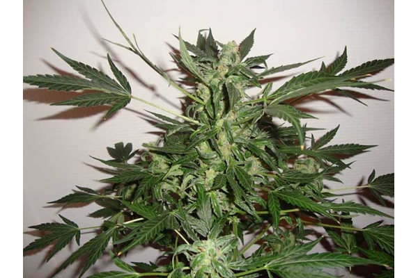 Critical Auto (Zamnesia Seeds) féminisée Critical Auto (Zamnesia Seeds) féminisée