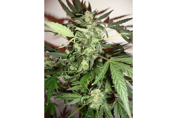 Critical Auto (Zamnesia Seeds) féminisée Critical Auto (Zamnesia Seeds) féminisée