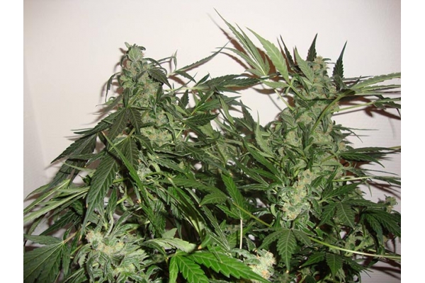 Critical Auto (Zamnesia Seeds) féminisée Critical Auto (Zamnesia Seeds) féminisée