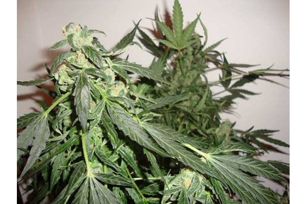 Critical Auto (Zamnesia Seeds) féminisée Critical Auto (Zamnesia Seeds) féminisée
