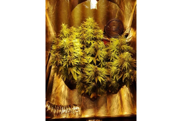 White Widow Auto (Zamnesia Seeds) féminisée