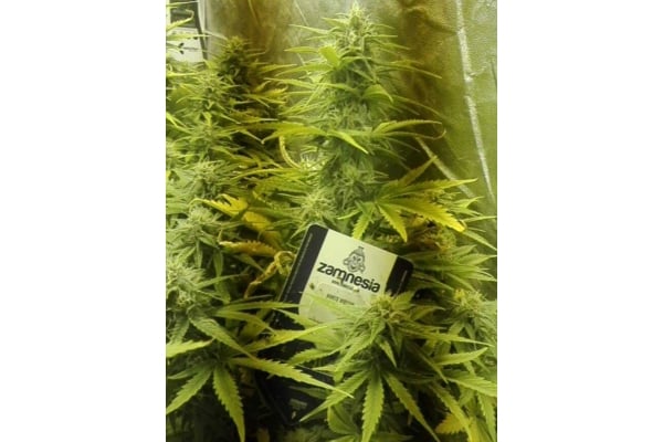 White Widow Auto (Zamnesia Seeds) féminisée