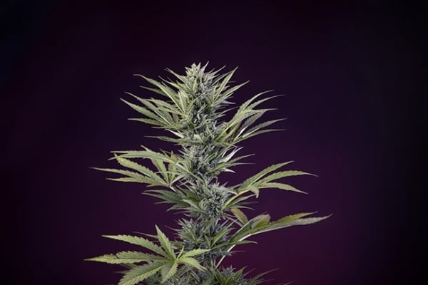 Sticky Beast Auto (zamnesia Seeds) Féminisée