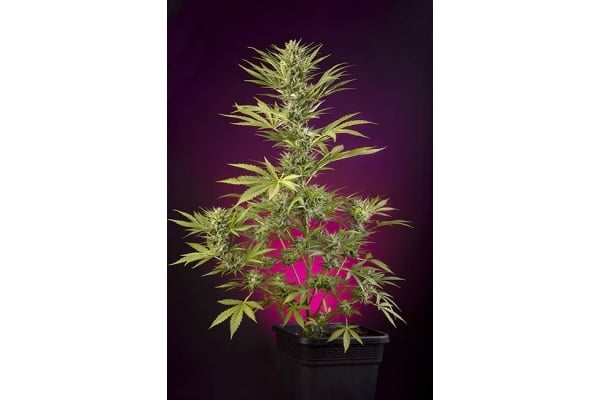 Sticky Beast Auto (zamnesia Seeds) Féminisée