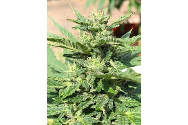 Sticky Beast Auto (zamnesia Seeds) Féminisée