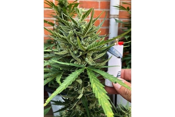Sticky Beast Auto (zamnesia Seeds) Féminisée