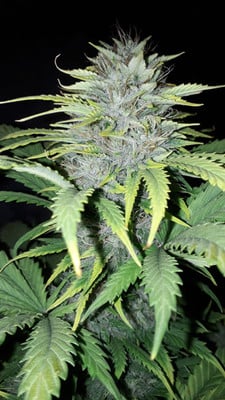 Sticky Beast Auto (zamnesia Seeds) Féminisée