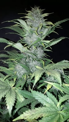 Sticky Beast Auto (zamnesia Seeds) Féminisée