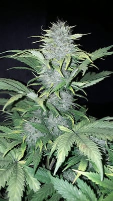 Sticky Beast Auto (zamnesia Seeds) Féminisée