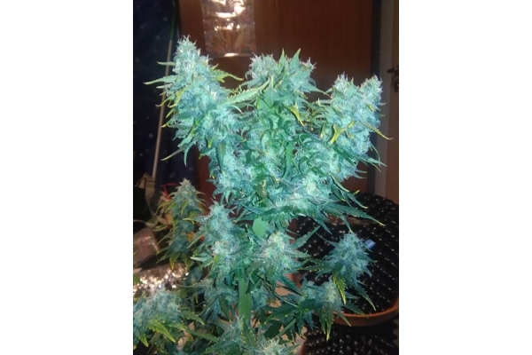 Diesel Auto (Zamnesia Seeds) féminisée Diesel Auto (Zamnesia Seeds) féminisée