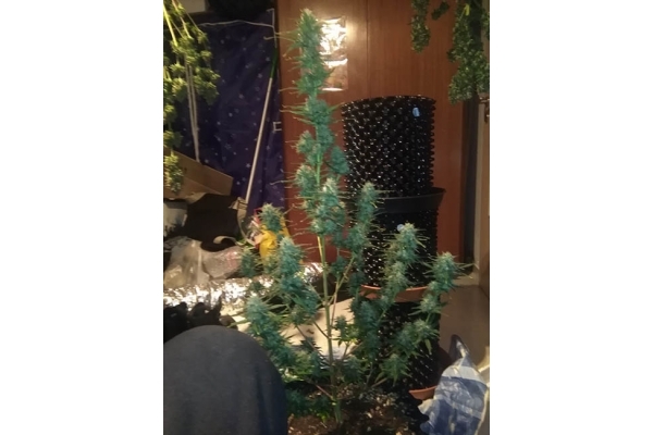 Diesel Auto (Zamnesia Seeds) féminisée Diesel Auto (Zamnesia Seeds) féminisée