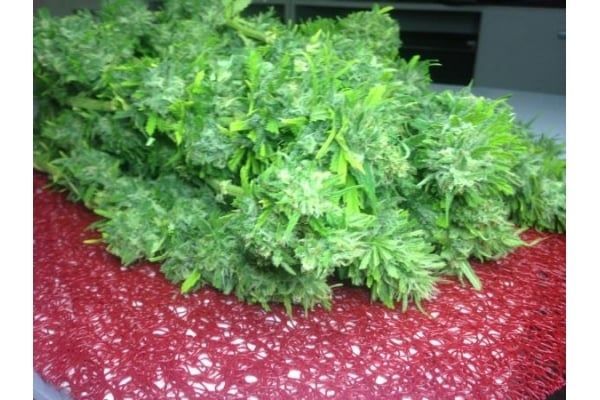 Crystal M.E.T.H. (Dr. Underground) féminisée