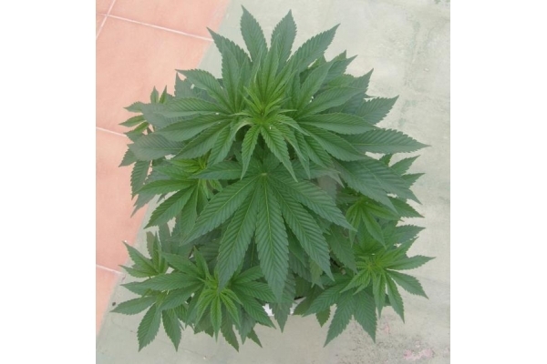 PainKiller (Dr. Underground) féminisée